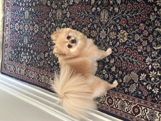 Dolce